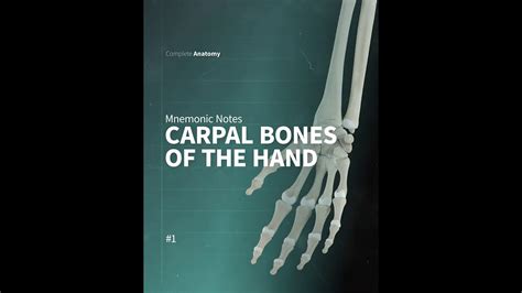 Mnemonic Notes Carpal Bones Youtube