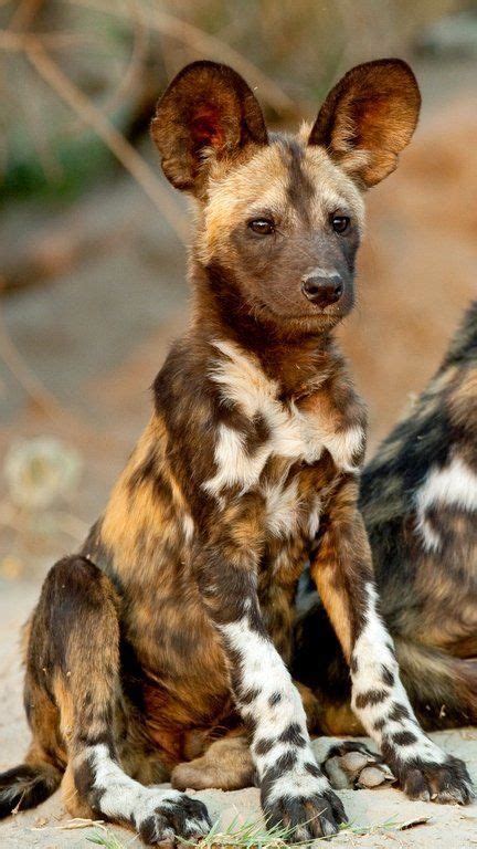Afrikanischer wildhund (lycaon pictus) aussehen bearbeiten  der name lycaon pictus bedeutet bunter wolf und deutet auf die vielfarbigkeit des fells hin. Pin von Sylvia 64 auf Schöne Tiere 64 in 2020 | Wilde hunde, Wilde tiere, Tiere