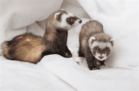 Top 195 What Type Of Animal Is A Ferret