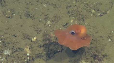 New Adorable Octopus Species Discovered Abc13 Houston