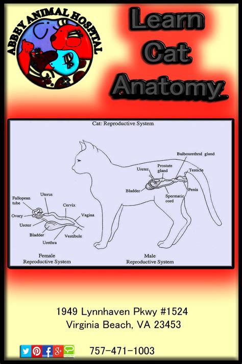 Learn Your Cats Anatomy Cat Anatomy Cats Female Reproductive System