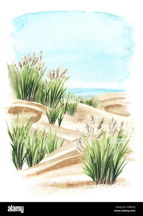 Coastal Dune Sea Grass Beach On The Background Of The Sea Hand Drawn