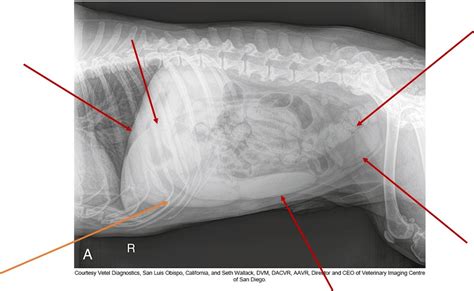 Canine Right Lateral Abdominal Radiograph Diagram Quizlet