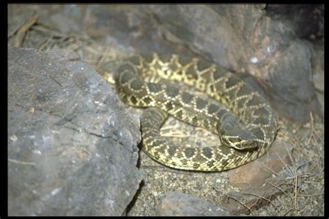 Mojave Rattlesnake Phoenix Zoo Arizona Trail · Inaturalist