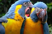 'The Secrets Of The Parrots' (Loro Parque,Tenerife) | Flickr