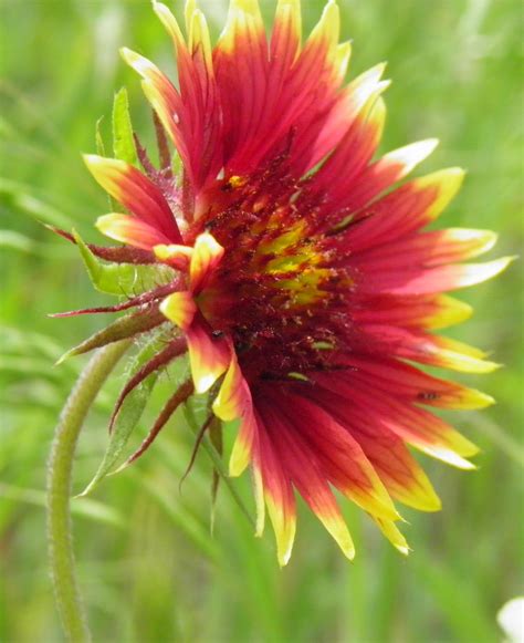 Photo By Weldon Kilpatrick Indian Paintbrush Wild Flowers Flower Beauty