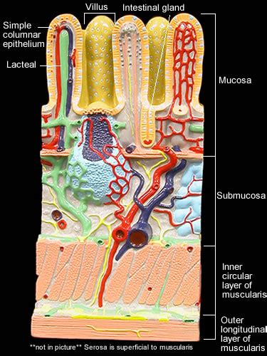 Small Intestine Wall Dental Hygiene School Doctors Note Biology