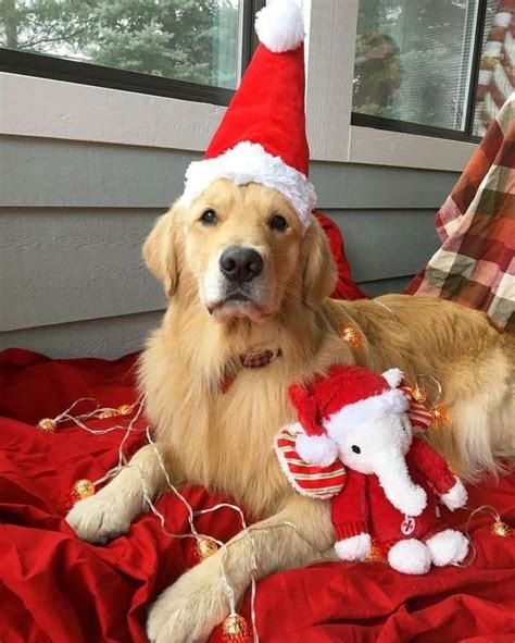 Christmas Golden Retrieverchristmas Golden Retrieverschristmas