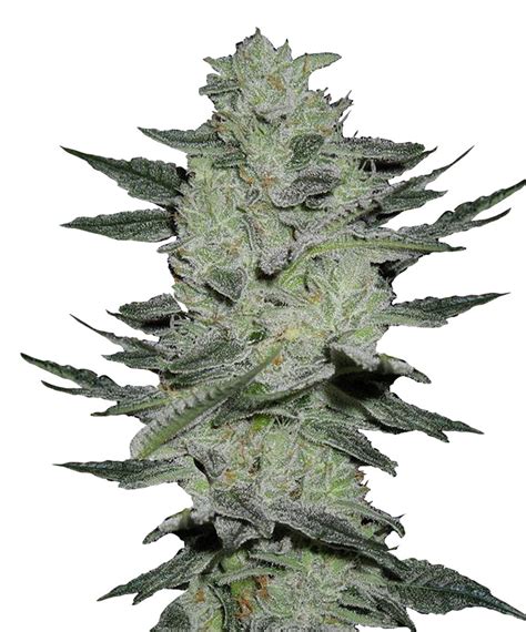 Auto Jack Herer Autoflowering Feminised Seeds Bulk Seeds