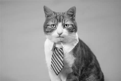 My Corporate Cat Herbie Catsinbusinessattire