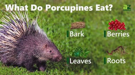 What Do Porcupines Eat Imp World