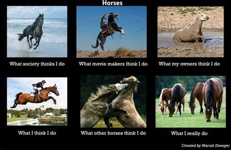 Funny Funny Horse Memes Horse Love Funny Horses