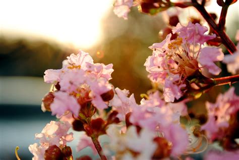 20 Selected Spring Wallpaper Pastel You Can Use It Free Of Charge