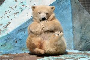Veronika Zaeva Photographs A Polar Bear Cub Stretching At