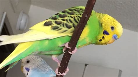 Your Budgies Will Start Chirping Talking Playing After Listening