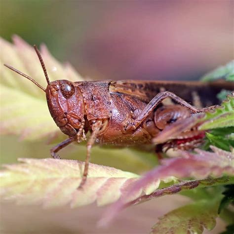 Maybe you would like to learn more about one of these? How to Get Rid of Grasshoppers | Trifecta Natural