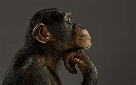 Thinking To Evolve Pet Monkey Chimpanzee Monkeys Funny