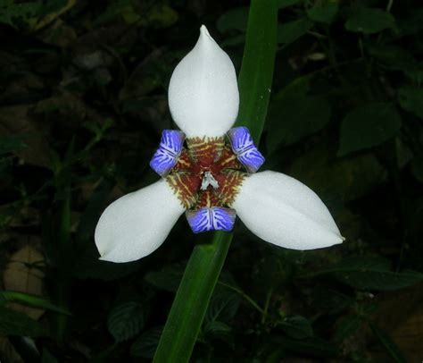 Filelily Flower Wikipedia