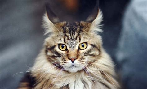 Maine Coon Cat Vs Norwegian Forest Cat Personality