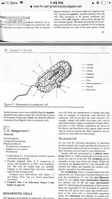 Prokaryotic Cells Microscope Images Micropedia
