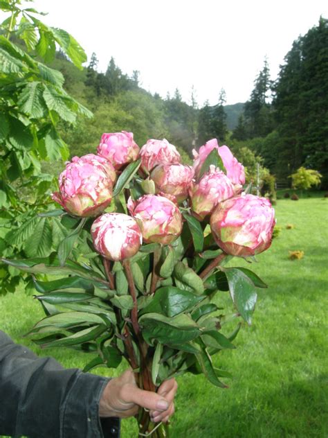 Pink Peony Pink Peony Zcallas And Oregon Coastal Flowers Flickr