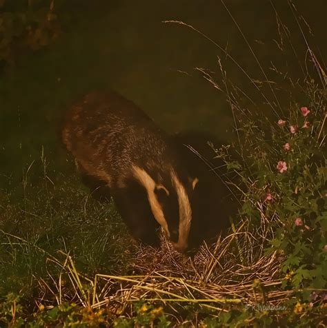 How to build a raised bed garden. Young Badger | A young badger sniffing around in my garden ...