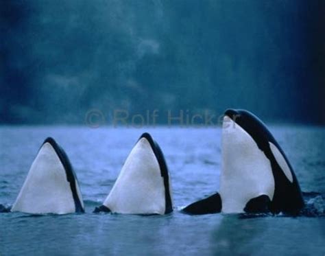 Three Orca Whales Spy Hopping Photo Information
