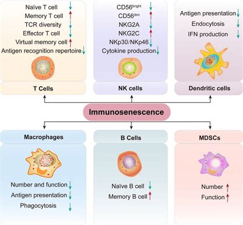 T Cells Physiopedia