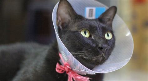 Is It Safe To Spay A Pregnant Cat 2023 Guide Toronto North Animal
