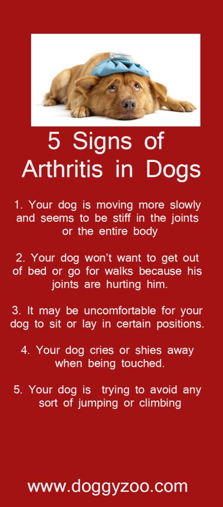 5 Signs Of Arthritis In Dogs