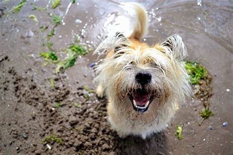 Dog treats are made for dogs not cats. Can Dogs Eat Seaweed? | Cuteness