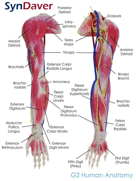Anatomy Arm 3 636x843