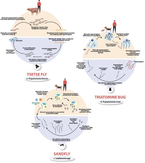the life cycle of t brucei t cruzi and leishmania spp download scientific diagram
