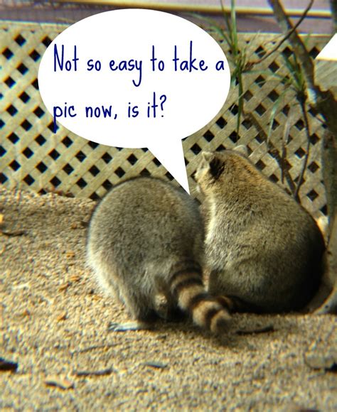 One of the hypotheses about the black mask of raccoons is. Raccoons are funnier than you might think... - Rebel Chick ...