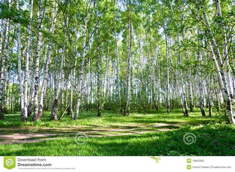 Birch Trees In Summer Stock Photo Image Of Tall Tree 19800394