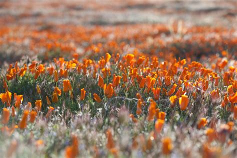 Maybe you would like to learn more about one of these? Poppy reserve antelope valley 2020 | Antelope Valley ...