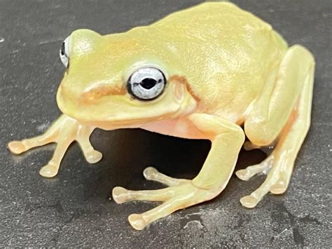Cbb Aussy Blue Eyed Dumpy Frogs For Sale Faunaclassifieds