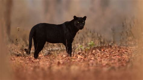 black panther real life genfik gallery