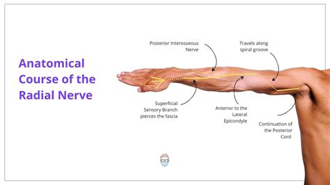 Radial Nerve Anatomy Radial Nerve Palsy And Radial Nerve