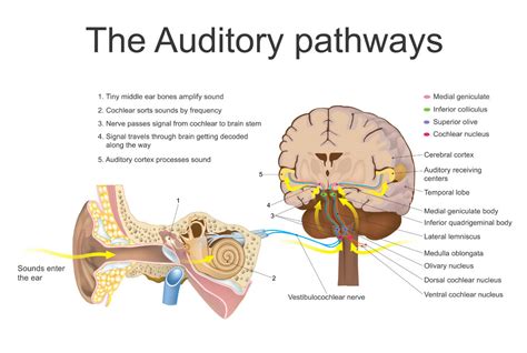 Audiology Updates The Correlation Between Brain Health And Hearing