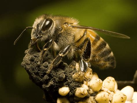 Arizonas Complete Guide To Africanized Honey Bees