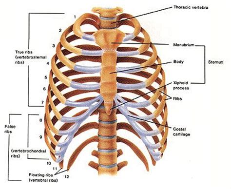 The thorax is anatomical structure supported by a skeletal framework (thoracic cage) and contains the principal organs of respiration and circulation. Rib cage | Anatomy | Pinterest | Rib Cage and Ribs