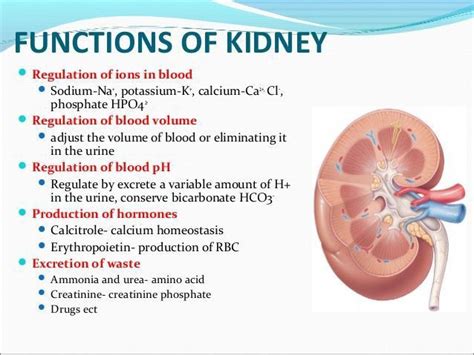 Function Of Kidney Medical Laboratory Science Medical Student Study