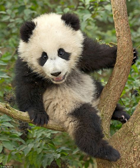 Panda Cubs Get To Grips With Climbing Branches Daily Mail Online