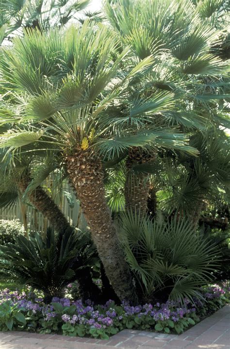 Incredible Patio Palm Tree Ideas Patio Designs