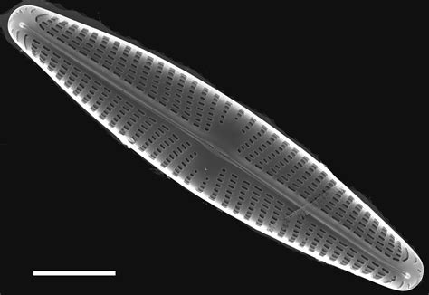 Image Nrsa015107 Species Diatoms Of North America