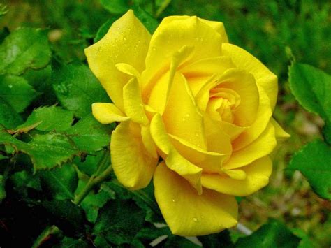 Single Yellow Rose Wallpapers Wallpaper Cave