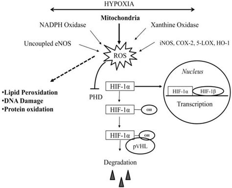 Introductory Chapter Primary Concept Of Hypoxia And Anoxia Intechopen