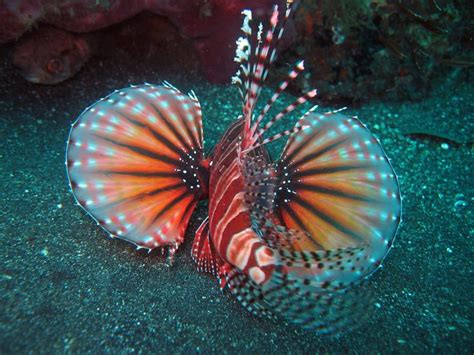 Lion Fish Red Sea Lion Fish Fish Sea Creatures