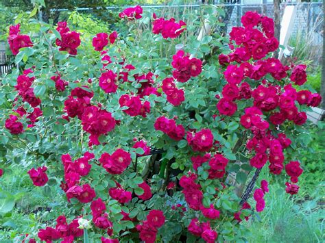 Here Is The Beautiful Rose Bush That Is In The Plot Next To Mine Its